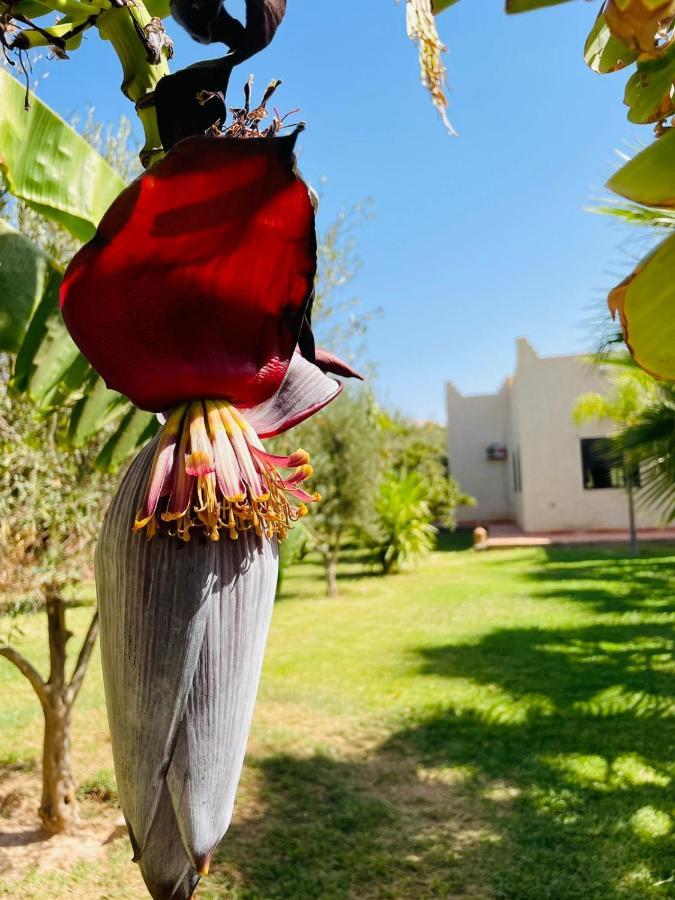 Villa Msholidays Victoria Privatisee Marrakech Marakeş Dış mekan fotoğraf